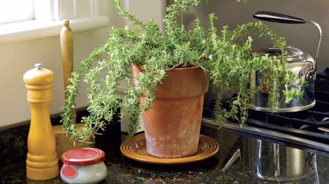 La clave que atrae la riqueza también está en mantener la planta sana.