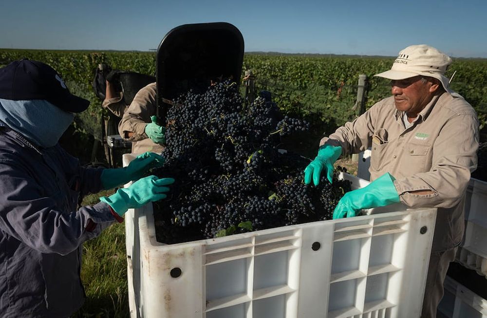 En la última semana muchos vinos argentinos fueron premiados tanto por Decanter como reconocidos con por el crítico de la industria Tim Atkin. / Foto: Ignacio Blanco / Los Andes