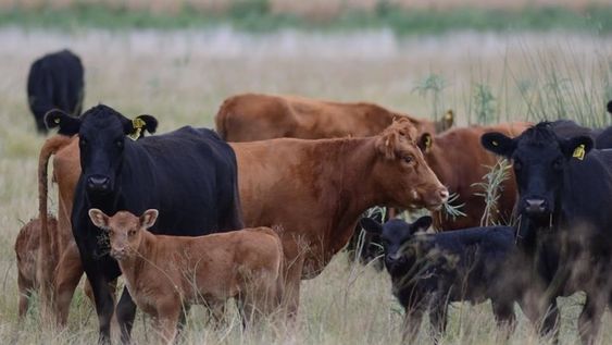 Abigeato en Mendoza: Productores denuncian robos semanales de ganado, afectando la economía rural. Abigeato en Mendoza: Productores denuncian robos semanales de ganado, afectando la economía rural.