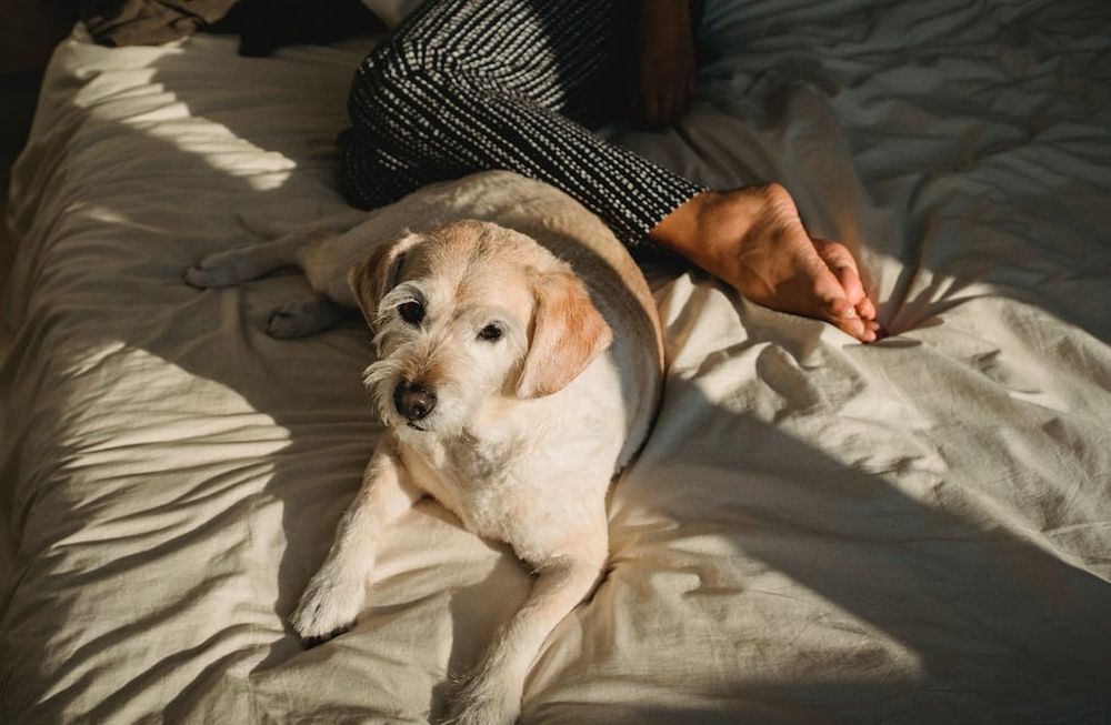 Una oportunidad para estar con tu mascota.