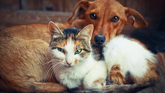 3 razas de perros que curiosamente mejor se llevan con los gatos