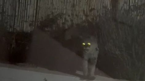 Los Andes | En otro caso similar, un puma causó terror en un barrio privado de Las Heras. Archivo