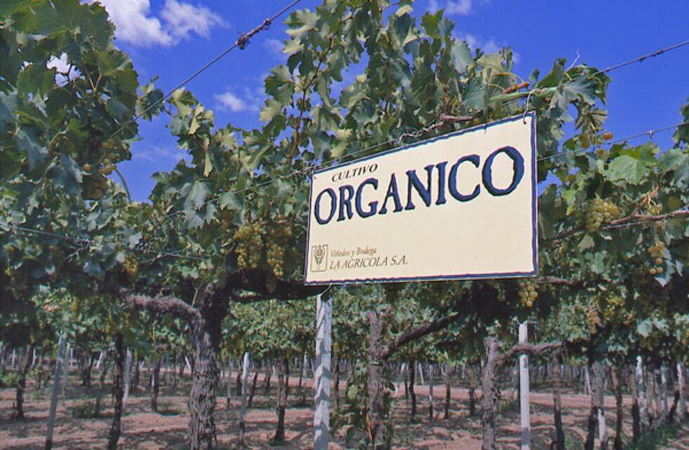 Más de 300 hectáreas de sus viñedos cuentan con certificación orgánica - Gentileza