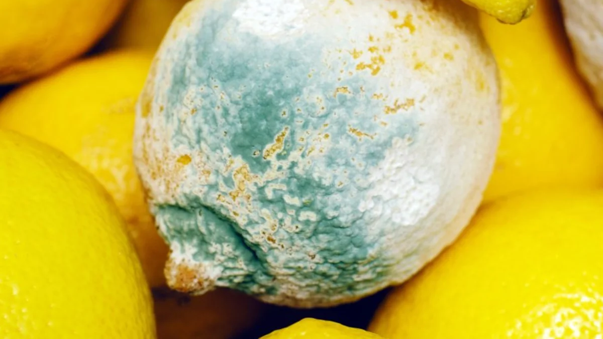 Si al limón le salieron hongos no lo tires, es un tesoro: puede ser la clave para deshacerte de las cucarachas