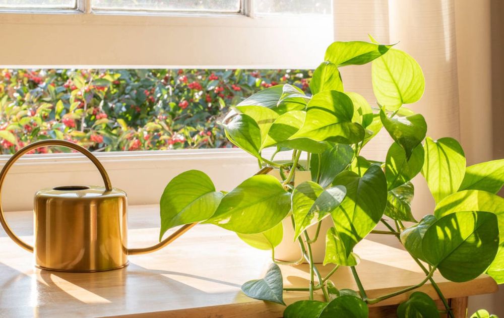 Para la filosofía milenaria china, poner plantas en la ventana es una acción sencilla que equilibra la tradición ancestral con ventajas prácticas y visibles.