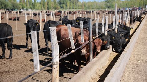 La faena en Mendoza creció un 5% en 2024, alcanzando 358.170 cabezas, según datos de la Dirección de Ganadería de la provincia.