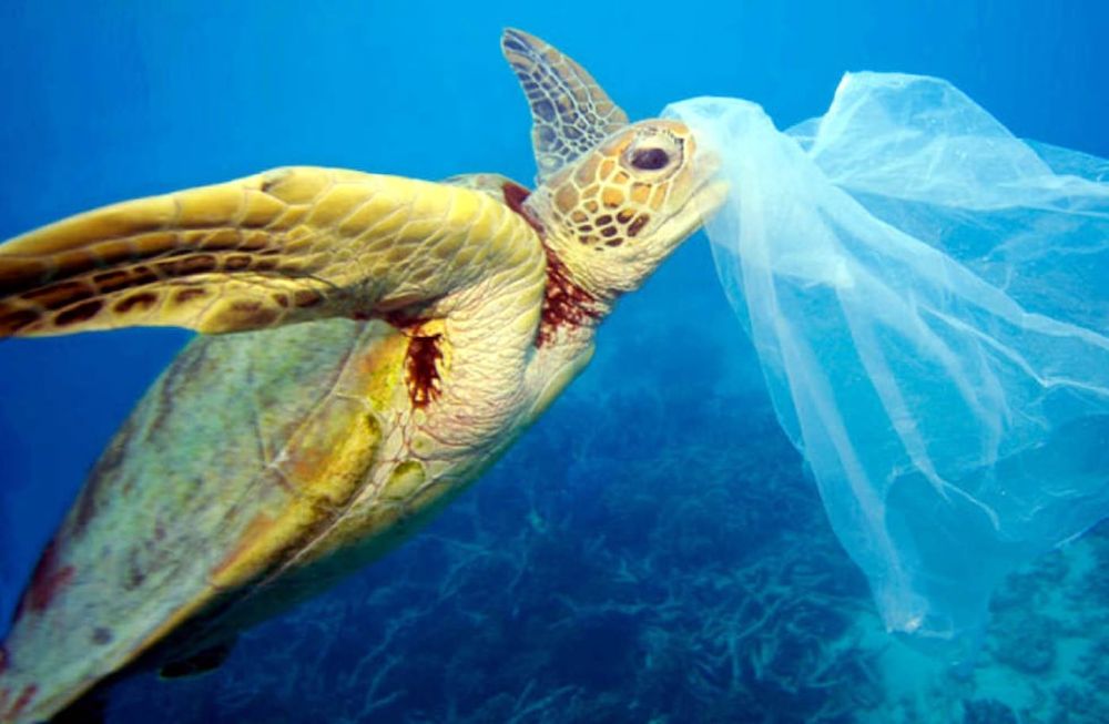 Biodiversidad en riesgo:  la dura vida marina