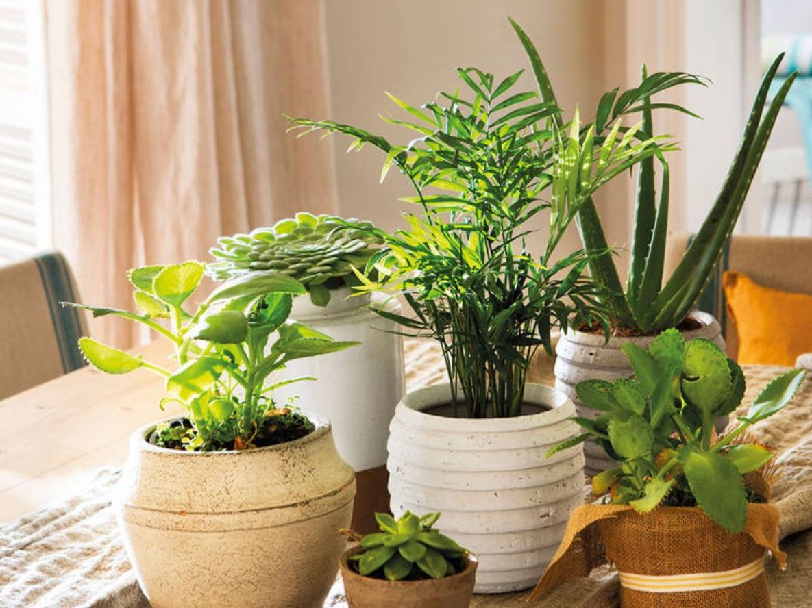 Recurrir a esta especie en el interior de casa es un beneficio saludable por su versatilidad y aroma intenso que la vuelven una planta muy apreciada.