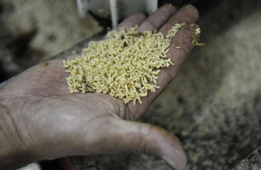 El Iscamen incorpora trampas con inteligencia artificial para el control de plagas agrícolas