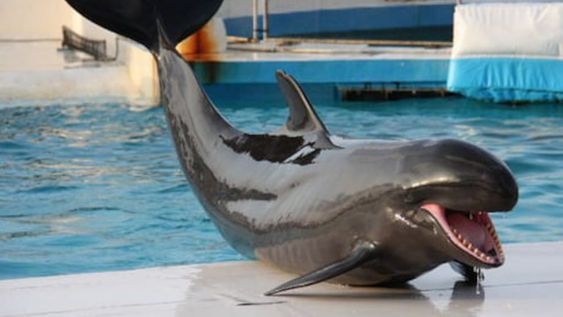 Las falsas orcas, un cetáceo que asusta a los usuarios en las redes.