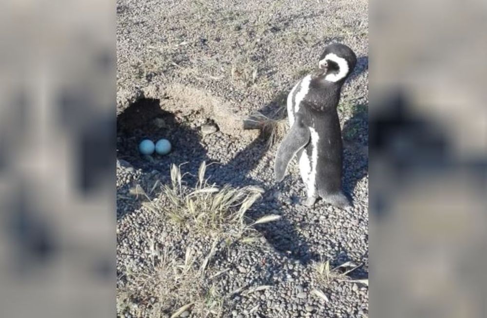 La matanza de más de 100 pingüinos ocurrió en Punta Tombo en 2021. (Foto archivo)