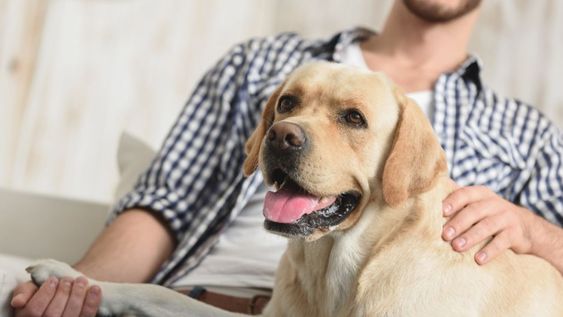 Es un perro que se integra fácilmente en las familias.