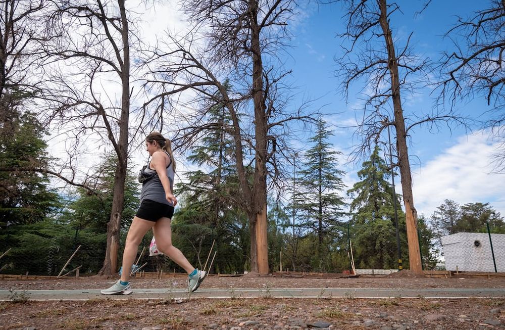 El Censo de Arbolado del Área Metropolitana de Mendoza.Arboles secos frente a Obras Sanitarias en el Parque General San Martín.Foto: Ignacio Blanco / Los Andes