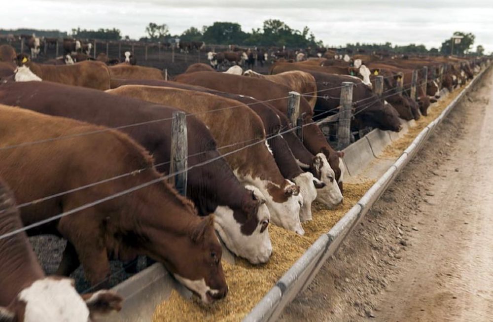 Analizan posible caso de “vaca loca” en Brasil, luego de la aparición de la gripe aviar en la región. Los animales la adquieren a través de la alimentación.