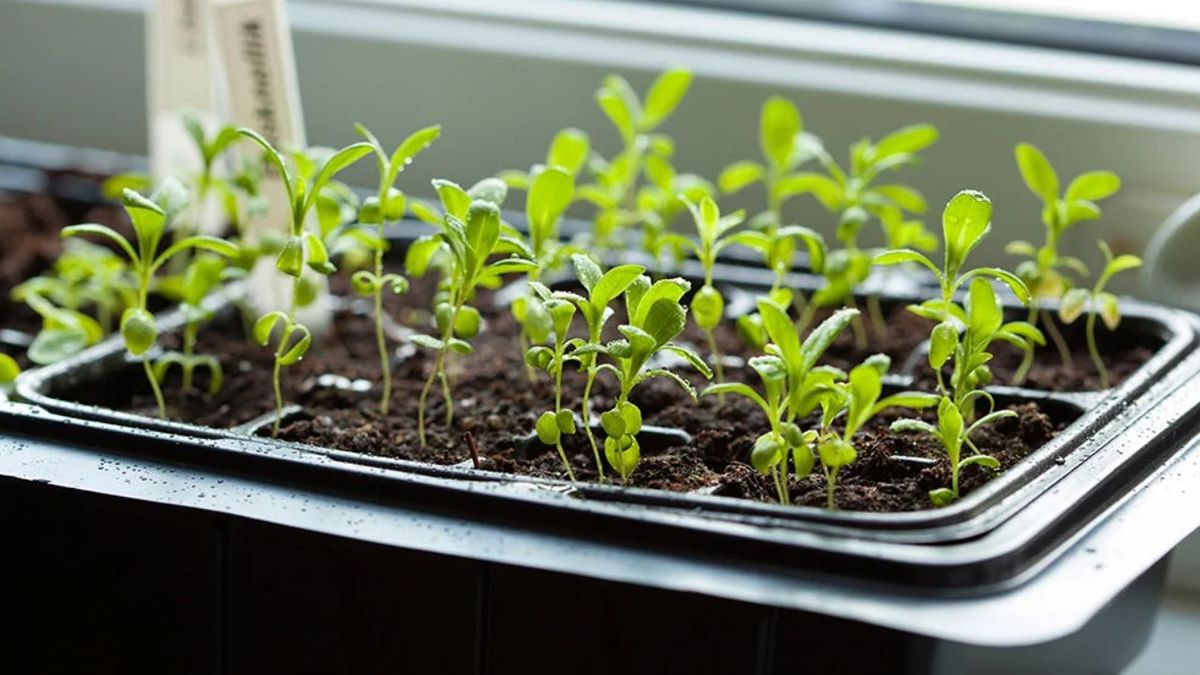 No las plantes en tu jardín: el truco casero que salva las verduras del frío otoñal