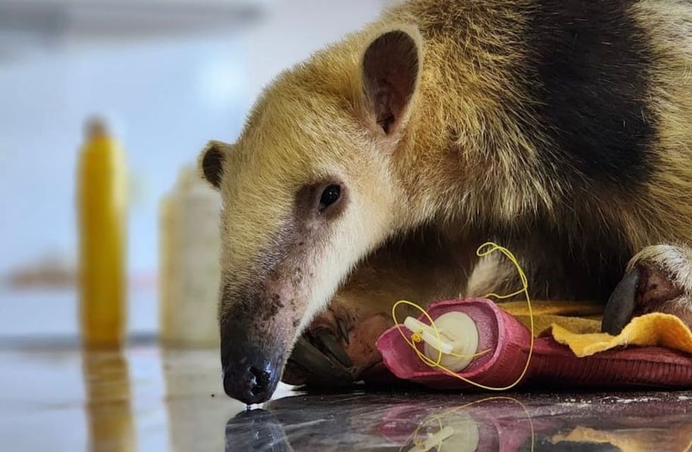 Día del Medio Ambiente: un oso melero y 16 aves silvestres rescatadas fueron derivados a Santa Fe. Foto: Prensa Gobierno de Mendoza