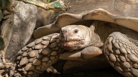Los Andes | Una tortuga gigante africana suelta en las calles de San Rafael y otros riesgos de adoptar animales silvestres. Foto: Gentileza Fundación Temaiken