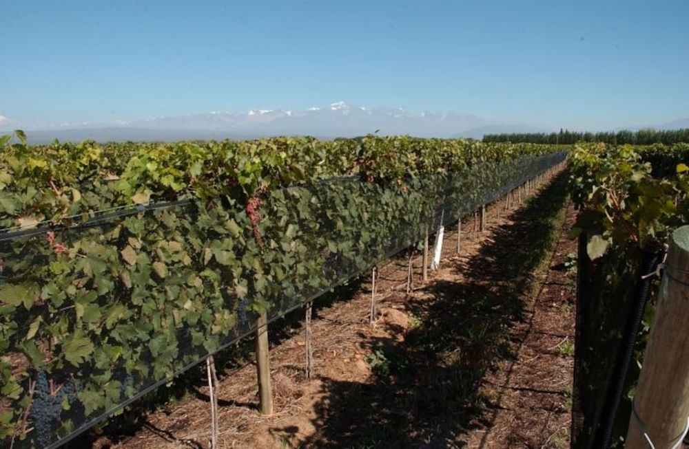 La vitivinicultura en el camino de la sustentabilidad