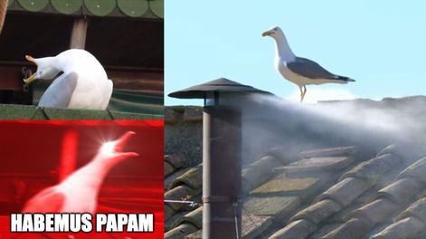 Las gaviotas, las protagonistas del Cónclave en el Vaticano.&nbsp;