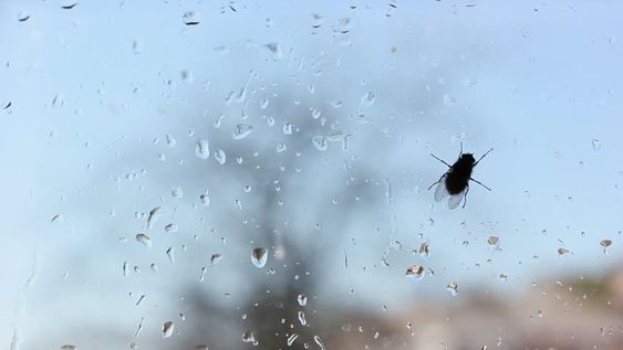no las pongas junto a la ventana: atraen a las moscas como un iman