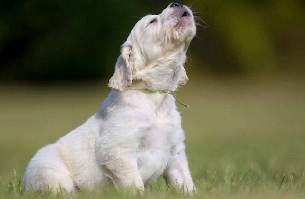 Estas son las razones por las que los perros aúllan.  (Web).
