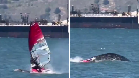 Un windsurfista chocó contra una ballena gris que emergió del agua