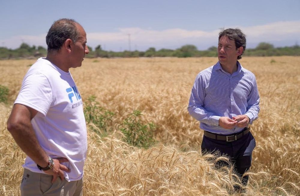 Los campos de trigo en 25 de Mayo.