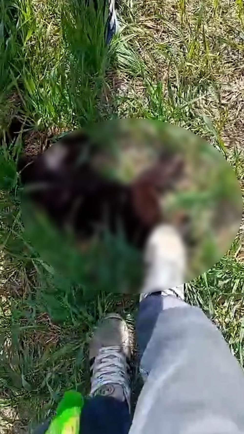 El animal sufrió fuertes golpizas, agonizó y murió.