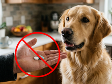 Esta es la razón por la cual los veterinarios no recomiendan darle ibuprofeno a los perros.&nbsp;
