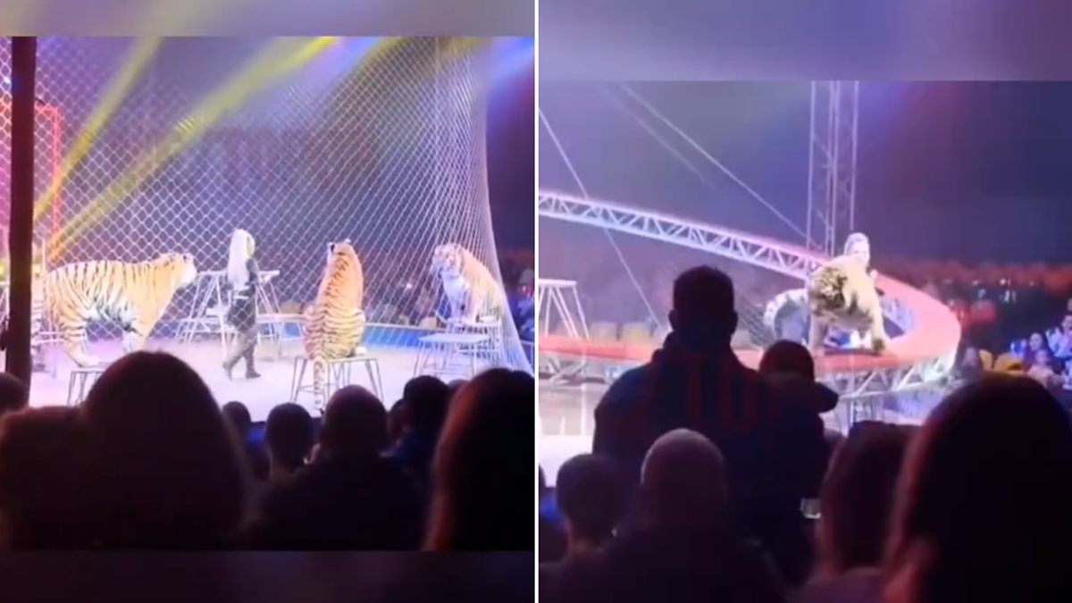 Pánico en un circo de Rusia: un tigre se abalanzó sobre el público en medio de un espectáculo