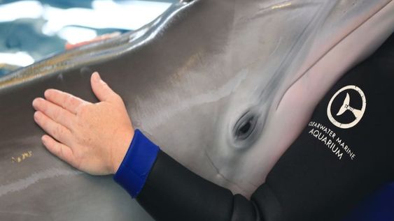 Este cetáceo sufría una enfermedad gastrointestinal que le detectaron recientemente, en el momento de su fallecimiento, el animal estaba por ser intervenido quirúrgicamente.