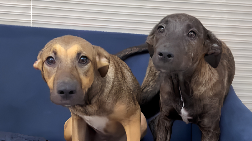 Adoptaron dos cachorras pero las devolvieron al tiempo porque habían crecido.
