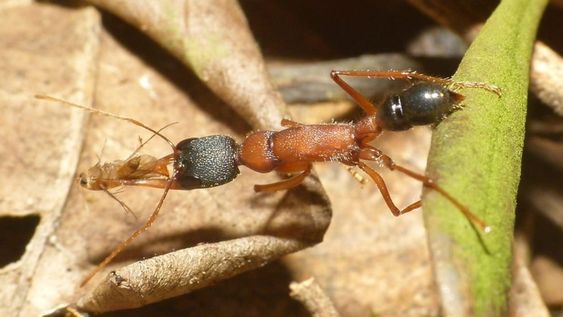 Encogen su cerebro y amplían sus ovarios para luchar por el liderazgo. Luego de elegida la reina, sus cuerpos pueden volver a su estado original. Foto: Gentileza Actualidad RT