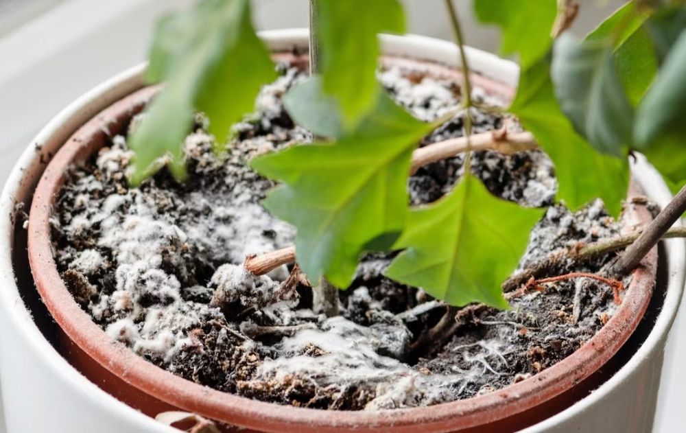 Esta idea contribuye a mantener las plantas más sanas y equilibradas en días de calor.