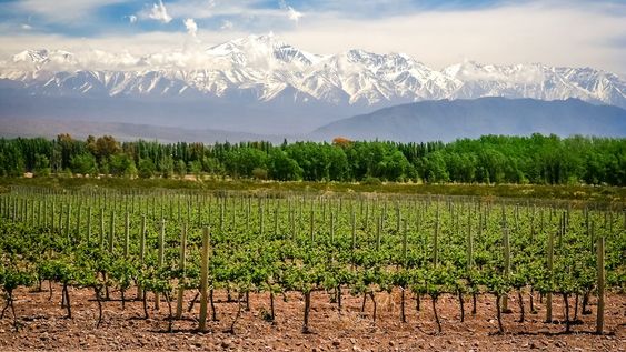 Producciones orgánicas con INCENTIA