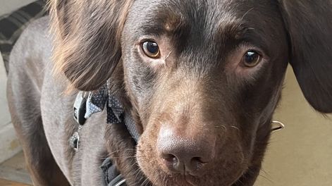 Los Andes | Un perrito murió por alcoholismo en Inglaterra: qué riesgos tiene el alcohol en las mascotas y por qué no hay que darles. Foto: Woodside Animal Rescue Trust en Plympton