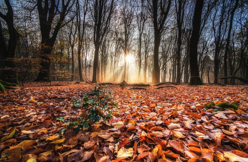 En lo que se refiere a Mendoza, según datos de la Dirección Foresto Industrial, la totalidad del tejido boscoso (7.269 hectáreas) en nuestra provincia está bajo riego.