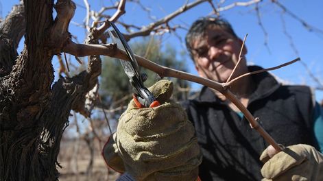 Los Andes | Aunque las contingencias climáticas afectaron a los viñedos, esto puede volver más trabajosa la tarea de preparar las plantas para la próxima temporada. Foto: José Gutiérrez /  Los Andestrabajo rural, poda de vid