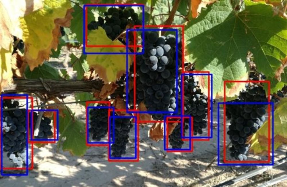 Machine learning: la inteligencia artificial que ayuda a mejorar los pronósticos de cosecha agrícola