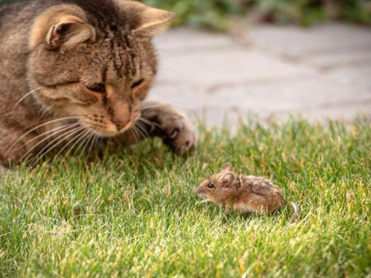 Los gatos no son cazadores de ratas, sino prefieren cazar presas más pequeñas y menos peligrosas como ratones o aves.&nbsp;