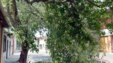 El Zonda derribó más de 60 árboles, generó incendios y provocó cortes de luz