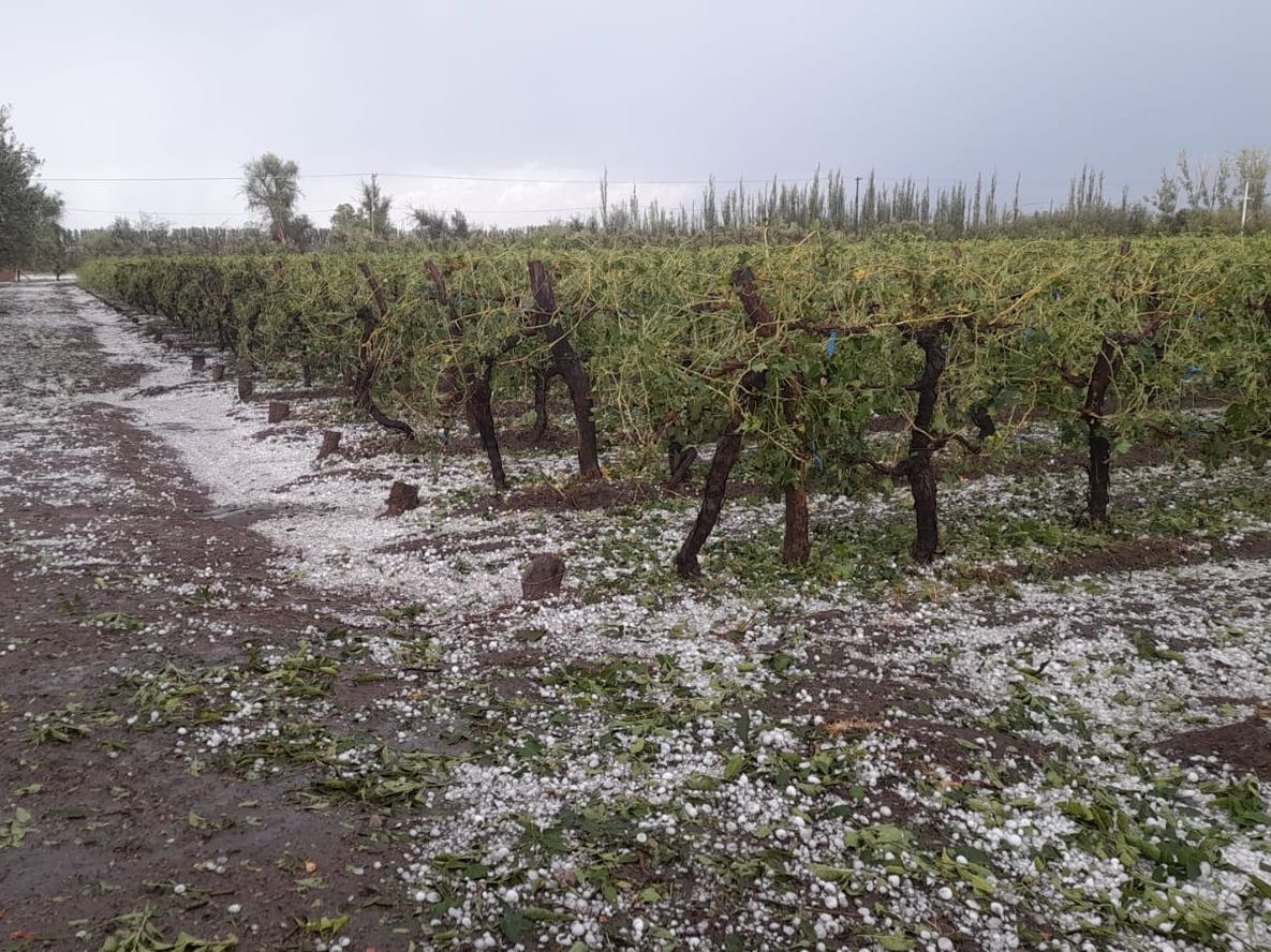 Luego de los daños por el granizo este martes, en la misma zona que el año pasado, surge en debate sobre la reconversión de cultivos