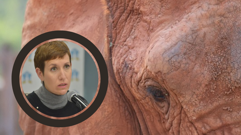 Dudas por la muerte de la elefanta Kenya en el Santuario: Queremos entender exactamente qué ha pasado