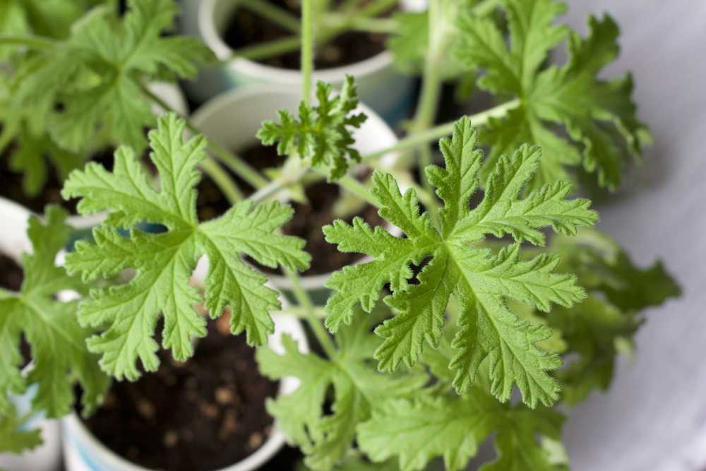 En jard&iacute;n y jardiner&iacute;a, estas plantas ahuyentan mosquitos naturalmente dentro del hogar.