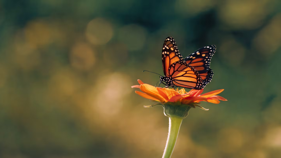 si ves mariposas entrar seguido a tu casa o jardin, esto es lo que puede significar