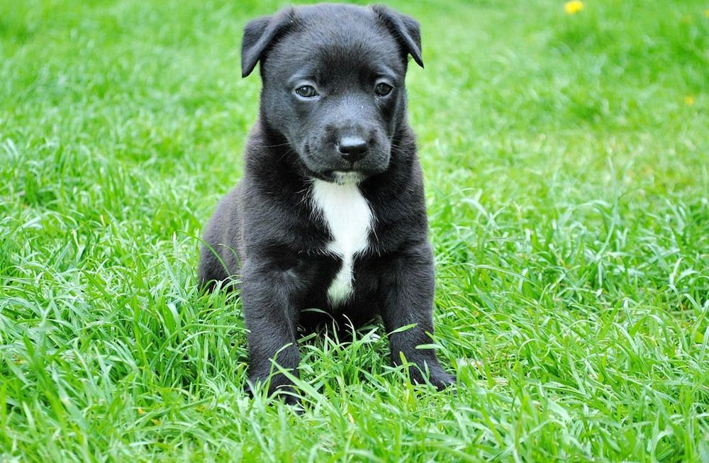 Las razas de perros que se dejaron de elegir con el tiempo