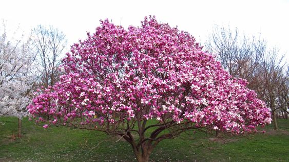 Este árbol es un compañero ideal para disfrutar del aire libre durante los días más cálidos, ofreciendo sombra estable y un entorno armónico.