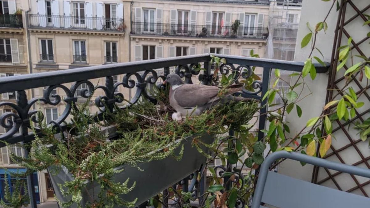 Cuál es la flor ideal para el balcón que aleja palomas y evita la suciedad para siempre