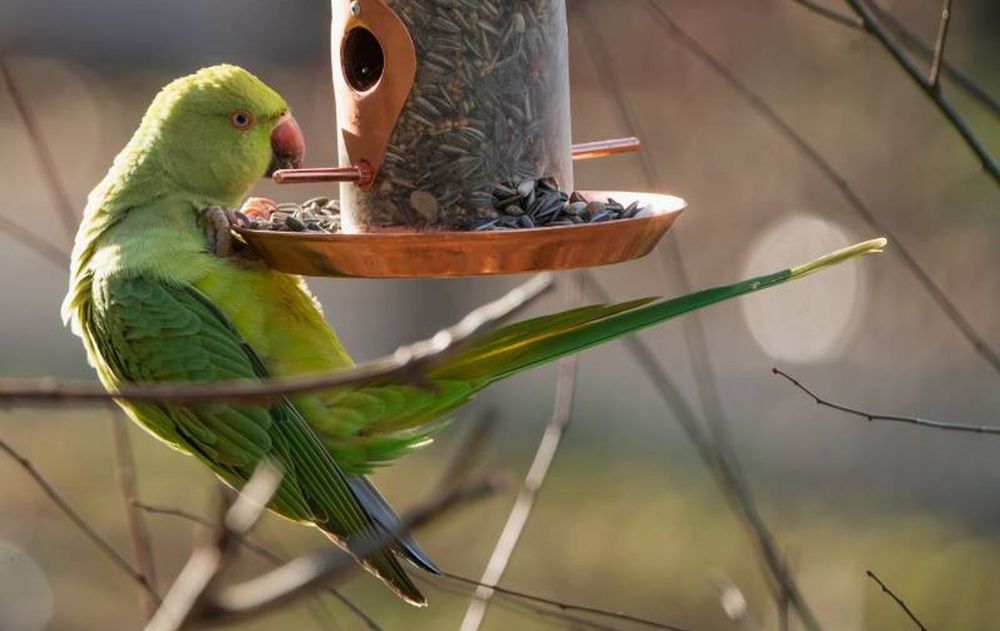 La visita frecuente de aves nativas también favorece la polinización y el control de insectos en el jardín.