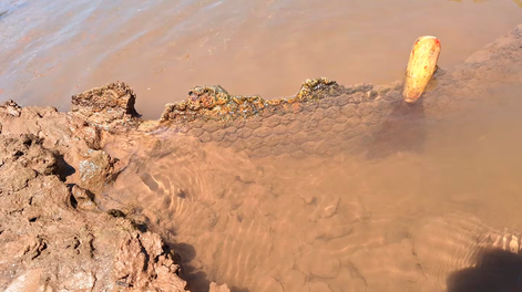 Encontraron restos de un gliptodonte en Pampayasta. Foto: Prensa Cultura Córdoba